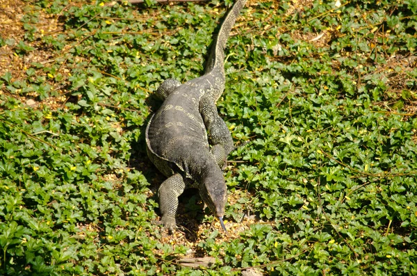 Water Monitor Live Habitat Water Lake River — Stock Photo, Image