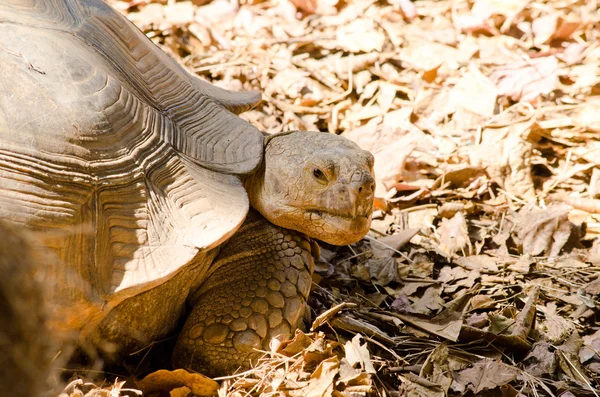 Grande Tartaruga Molti Anni Piace Mangiare Vegetariano — Foto Stock