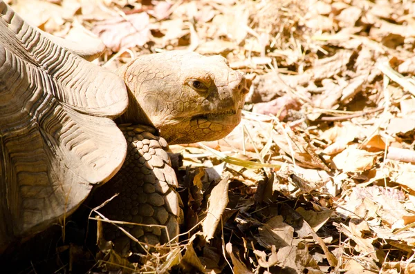 big turtle is many years old , it like-eatting vegetarian