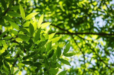 yaprak arka planda orman yeşil, pek çok tür flora var. arka plan çerçevesinde birçok renk var