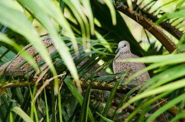 Kuşlar gün ortasında avuçlarında dinlenirler, her yerde görebilirsiniz.