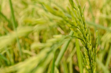 Oryza sativa en yaygın İngilizce pirinç olarak adlandırılan bitki türü var. Pirinç renkler de dahil olmak üzere, çeşitli gelir bilinmektedir: Beyaz pirinç, kahverengi pirinç, siyah pirinç,