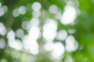 yaprak arka planda orman yeşil, pek çok tür flora var. arka plan çerçevesinde birçok renk var