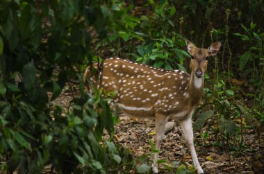 Benekli veya cheetal olarak da bilinen benekli geyiği (Axis axis), geyik veya eksen geyik ormana
