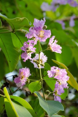 Lagerstroemia calyculata onun çok karakteristik benekli lapa lapa kabuğundan elde edilir