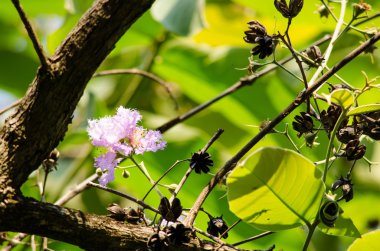 Lagerstroemia calyculata onun çok karakteristik benekli lapa lapa kabuğundan elde edilir