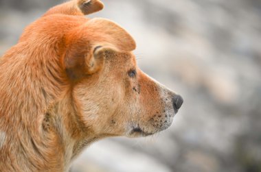 Köpeğin kuklası var, yerde oturuyor ve bir patronu bekliyor.