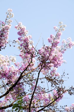 Lagerstroemia calyculata onun çok karakteristik benekli lapa lapa kabuğundan elde edilir