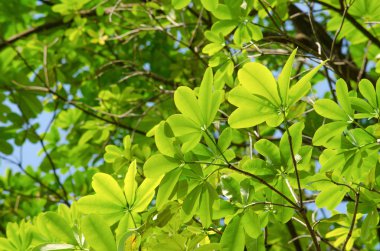 yaprak arka planda orman yeşil, pek çok tür flora var. arka plan çerçevesinde birçok renk var