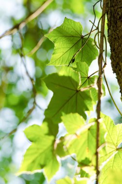 yaprak arka planda orman yeşil, pek çok tür flora var. arka plan çerçevesinde birçok renk var