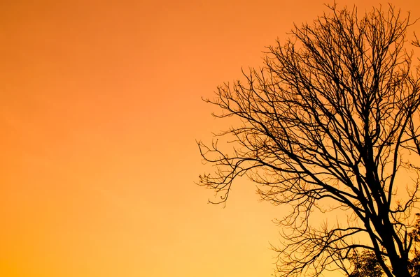 Ciel Bleu Ont Nuage Hiver Saison Thai Terre Sentent Heureux — Photo