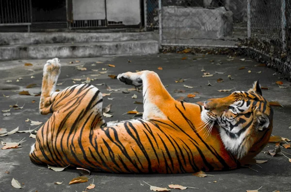 Panthera Tigris Corbetti Gra Przyjacielem Samo Kot — Zdjęcie stockowe