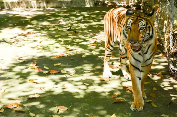Panthera Tigris Corbetti Leger Med Ven Det Samme Kat - Stock-foto