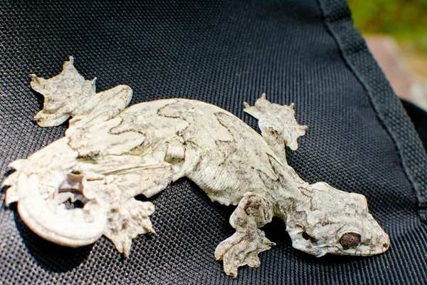 paraşüt gecko gecko kayma sinek-ağaca ve ağaç gibi vücut hareket