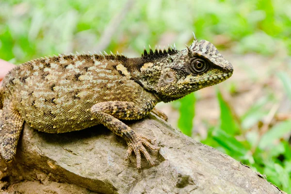 Lagarto Verde Está Caminando Sobre Roca Dragón Cuerpo Tienen Color —  Fotos de Stock