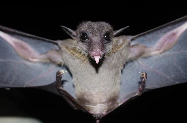 Común Amanecer Murciélago Están Durmiendo Cueva Que Cuelga Período Techo —  Fotos de Stock