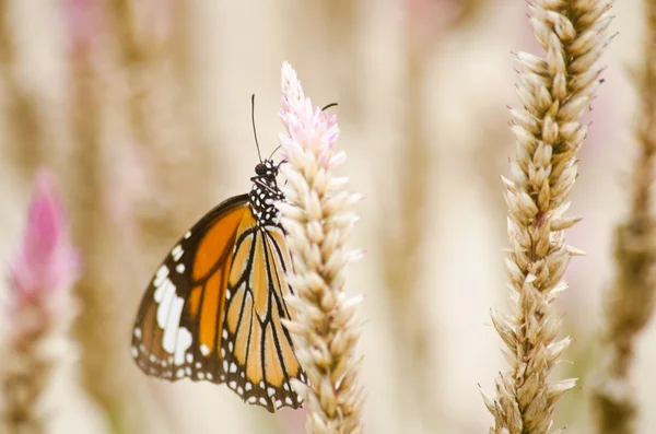Monarca Mariposa Una Mariposa Lechera Familia Nymphalidae Está Volando Alrededor — Foto de Stock