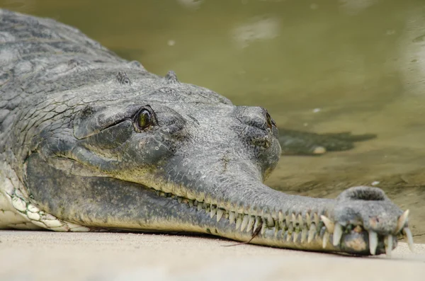 Krokodile Oder Echte Krokodile Sind Große Wasserreptilien Die Den Tropen — Stockfoto
