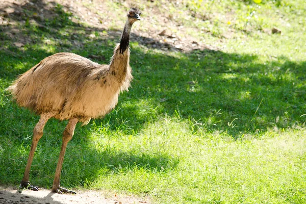 Struisvogel Een Grote Vogel Natuur Habbitat Zand Australië — Stockfoto