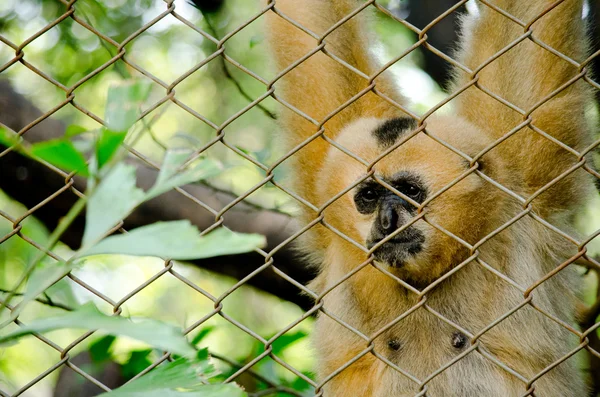 Gibbon Mains Blanches Est Primates Dans Les Mammifères Plupart Temps — Photo