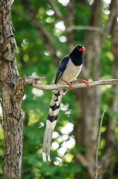Kırmızı Gagalı Mavi Saksağan Kuşgiller Familyasından Bir Kuş Familyasıdır Kuşun — Stok fotoğraf