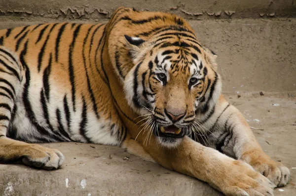 Panthera Tigris Corbetti Está Brincando Com Amigo Mesmo Gato — Fotografia de Stock