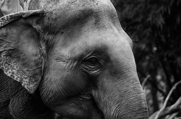 Слоны Являются Крупными Млекопитающими Семейства Elephantidae Порядка Proboscidea — стоковое фото