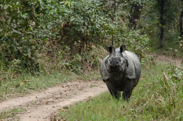 Rinocerontes Rinocerontes Plurales Rinocerontes Rinocerontes —  Fotos de Stock