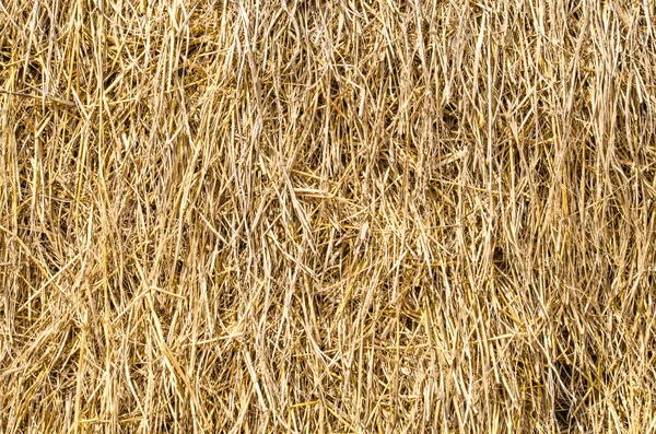 Oryza Sativa Yaygın Ngilizce Pirinç Olarak Adlandırılan Bitki Türü Var — Stok fotoğraf