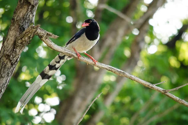 红喙蓝喜鹊是鸟类科的软体动物 鸟体有蓝色 白色和黑色 是食肉动物 — 图库照片