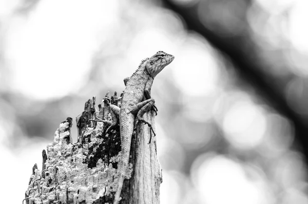 Die Waldeidechse Auch Als Waldhaubeneidechse Bekannt Ist Eine Eidechse Und — Stockfoto