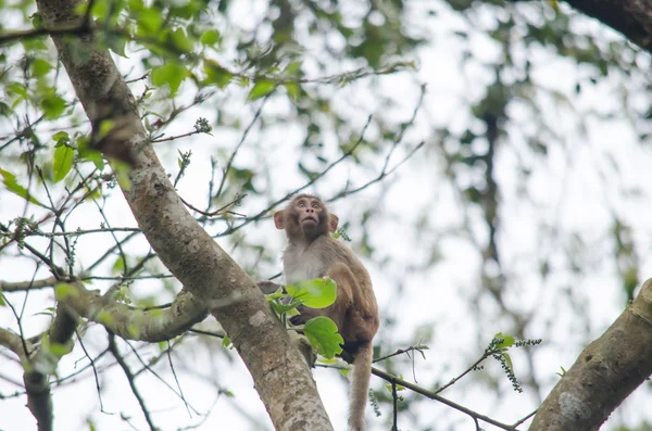 Maymun Memelilerde Primattır Çoğunlukla Kuru Yaprak Döken Ormanda Ağacın Dalını — Stok fotoğraf