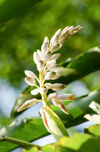 Alpinia Genus Flowering Plants Ginger Family Zingiberaceae Named Prospero Alpini — Stock Photo, Image