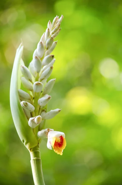 Alpinia Est Genre Plantes Famille Des Zingiberaceae Est Nommé Après — Photo