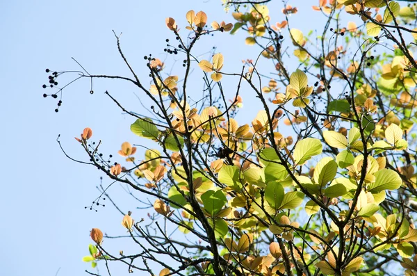 Fond Feuille Verte Dans Forêt Ont Nombreuses Espèces Flore Arrière — Photo