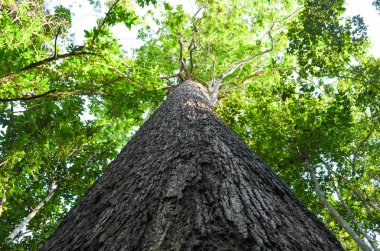 mükemmel orman mae wong nationpark, ağaç, hayvan, akış, temiz hava insanlar, güzel orman ve mavi gökyüzü için var olduğunu