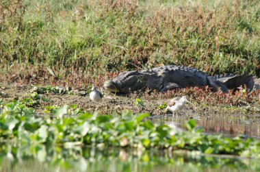 Timsahlar veya doğru crodiles timsahlar, Tomistoma, timsahlar ve caimans, gharials ve diğer tüm yaşam ve fosil içeren sipariş Afrika, Asya, Amerika ve Avustralya, tropik boyunca canlı büyük su sürüngen vardır