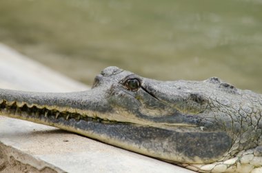 Timsahlar veya doğru crodiles timsahlar, Tomistoma, timsahlar ve caimans, gharials ve diğer tüm yaşam ve fosil içeren sipariş Afrika, Asya, Amerika ve Avustralya, tropik boyunca canlı büyük su sürüngen vardır