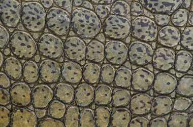 Timsahlar veya doğru crodiles timsahlar, Tomistoma, timsahlar ve caimans, gharials ve diğer tüm yaşam ve fosil içeren sipariş Afrika, Asya, Amerika ve Avustralya, tropik boyunca canlı büyük su sürüngen vardır