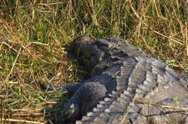 Timsahlar veya doğru crodiles timsahlar, Tomistoma, timsahlar ve caimans, gharials ve diğer tüm yaşam ve fosil içeren sipariş Afrika, Asya, Amerika ve Avustralya, tropik boyunca canlı büyük su sürüngen vardır