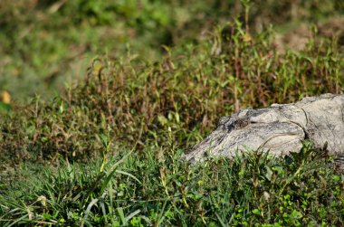 Timsahlar veya doğru crodiles timsahlar, Tomistoma, timsahlar ve caimans, gharials ve diğer tüm yaşam ve fosil içeren sipariş Afrika, Asya, Amerika ve Avustralya, tropik boyunca canlı büyük su sürüngen vardır