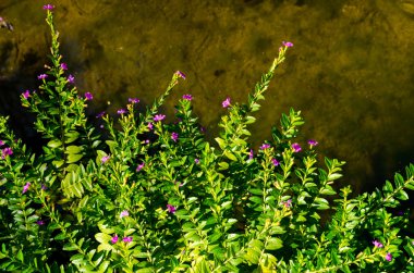 Yeşil yaprağın ve mavi gökyüzünün dokusu gün ortası ormanında