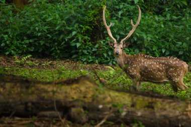 Benekli veya cheetal olarak da bilinen benekli geyiği (Axis axis), geyik veya eksen geyik ormana