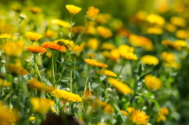 Kozmos sülfür yıllık olarak yarı dayanıklı kabul edilir, ancak bitkiler birkaç yıl boyunca kendi kendilerine ekme yoluyla tekrar ortaya çıkabilir..