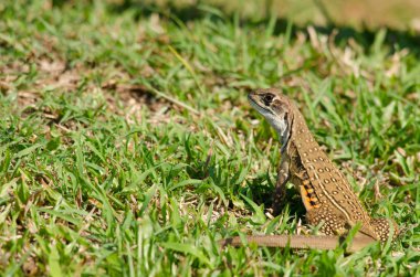 Kelebek kertenkele veya kelebek agamas, olarak bilinen Leiolepis, bunların çok az şey bilinmektedir agamid kertenkeleler gruptur.