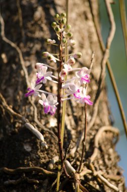 Bishop Mitre Seidenfadenia - In Tayland Nuat phram - Phom Fi phrai