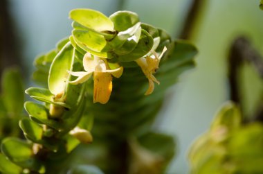 Dendrobium ellipsophyllum sıcaklıklar tam güneş ışığı ile sıcak sıcak yetişir.