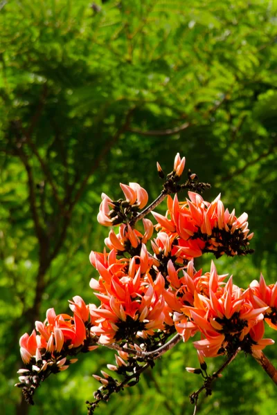 Bastard Teak Species Butea Native Tropical Sub Tropical Parts Indian — Stock Photo, Image