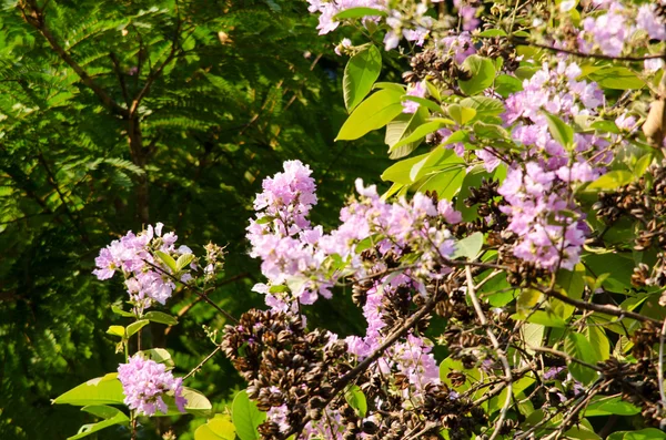 Lagerstroemia calyculata  is derived from its very characteristic mottled flaky bark