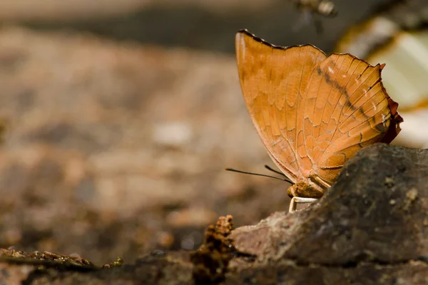 Mariposa Está Volando Alrededor Piedra Jardín Tienen Fondo Verde — Foto de Stock